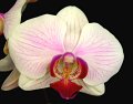 Phal. Great White Throne (Martha Dolge 'Newberry' x Corinth 'Angel Orchids') 'A.O.3
